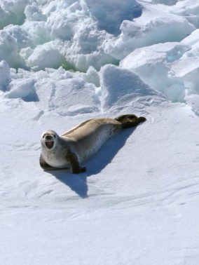 Barking seal